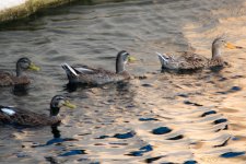 DSC_3546.jpg