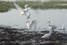 DSC_3572.jpg