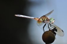 Dragonfly-1.jpg