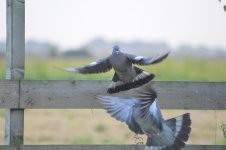 DSC_0053.jpg