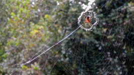 Spider Sucker.jpg