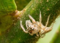 Macro's-14.jpg