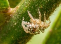 Macro's-13.jpg