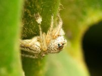 Macro's-11.jpg