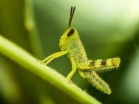 Macro's-9.jpg