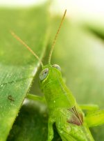 Macro's-6.jpg