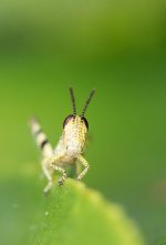 Macro's-4.jpg