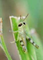Macro's-1.jpg