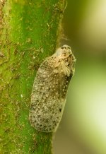 Macro's-7.jpg