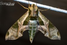 Moth1.jpg