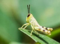 Macro's-3-2.jpg