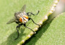 Macro's-1-3.jpg