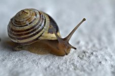 snail_zps7ac30bc3.jpg