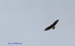 Bird of Pray - WM.jpg