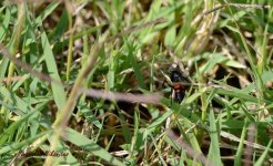 Bug - WM.jpg