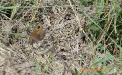 Butterfly1 - WM.jpg