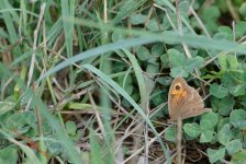 Butterfly2 - WM.jpg