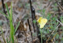 Butterfly3 - WM.jpg