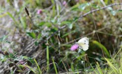 Butterfly4 - WM.jpg
