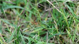 Spider1 - WM.jpg