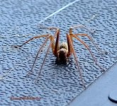 Spider2 - WM.JPG