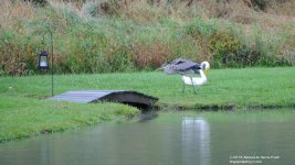 254 Heron-130912-01_01.jpg