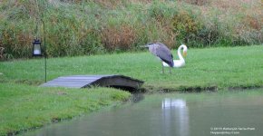254Heron-130912-03_01.jpg