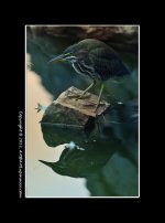 Green-Heron4.jpg