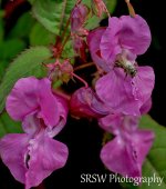 DSC_1483-6.jpg