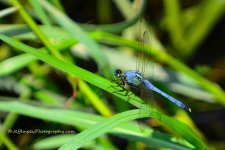 DSC_5961.jpg