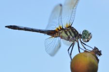 Dragonfly-2.jpg