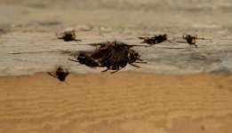 Asian Hornets nest starting.jpg