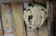 Asian Hornets nest.jpg