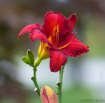 DSC_3903.jpg