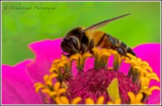 20130808-DSC_8983_WLP-2.jpg