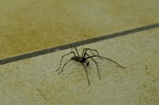 Spider full.jpg