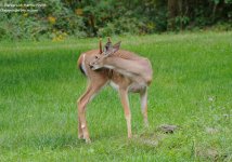 256 Deer-130914-05_01.jpg