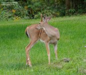 256 Deer-130914-06_01.jpg
