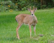256 Deer-130914-07_01.jpg