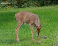 256 Deer-130914-09_01.jpg