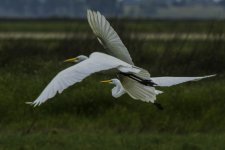 egretpair.jpg