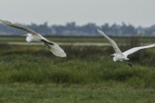 egretsglide.jpg