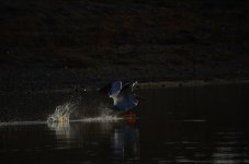 14th Sept 2013-2 098.jpg