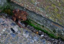 Little brown frog - WM.jpg