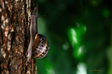 Snail - WM.jpg