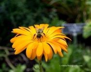 DSC_4714_7516.jpg