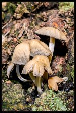 Day258Mushroom.jpg