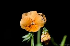 DSC_8897.jpg