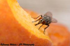 Fly Macro.jpg