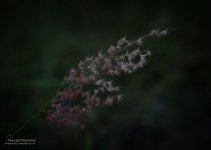 grass.jpg